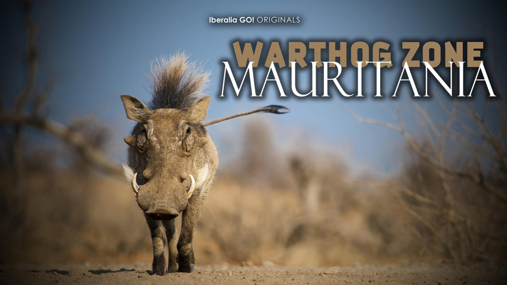 Warthog Zone Mauritania