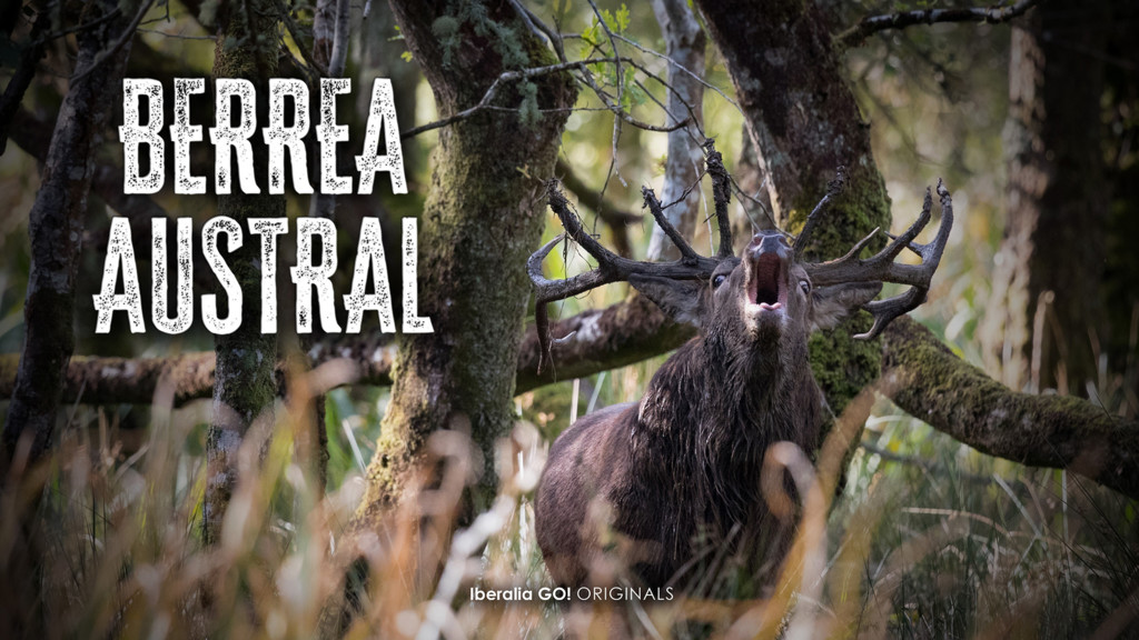 Berrea austral