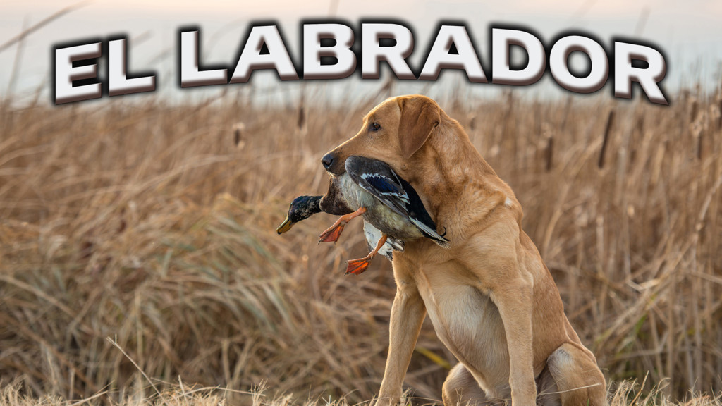 El labrador